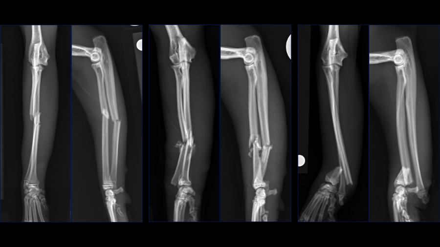 Decision-Making in Feline Orthopedics: One Size Does Not Fit All!